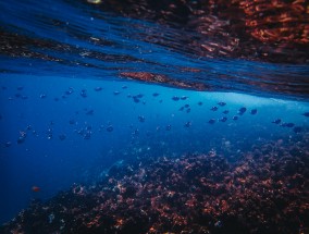 水产生物科技，开启海洋资源利用新纪元-